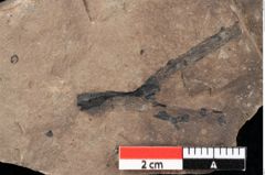 Foto (Detailansicht) von Glyptostrobus europaeus Brongniart (NHMW-GEO-2024-0188-0180)